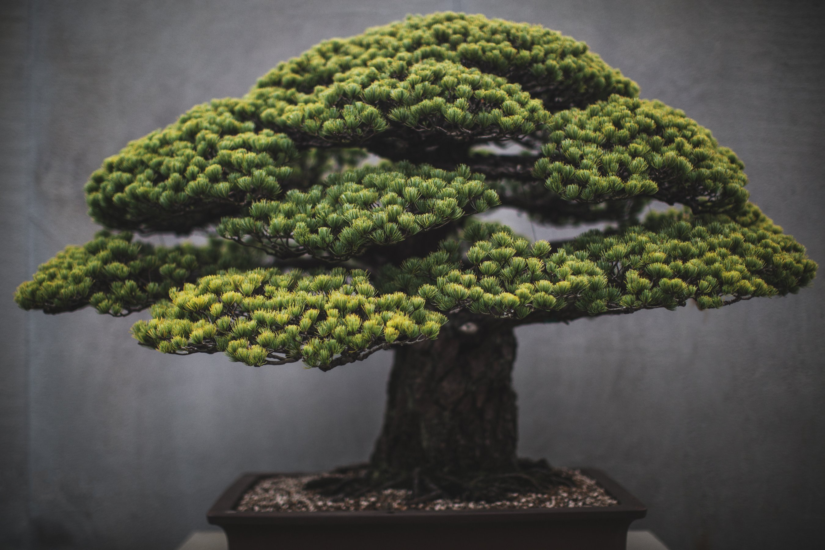 Detail Bonsai Wallpaper Nomer 26