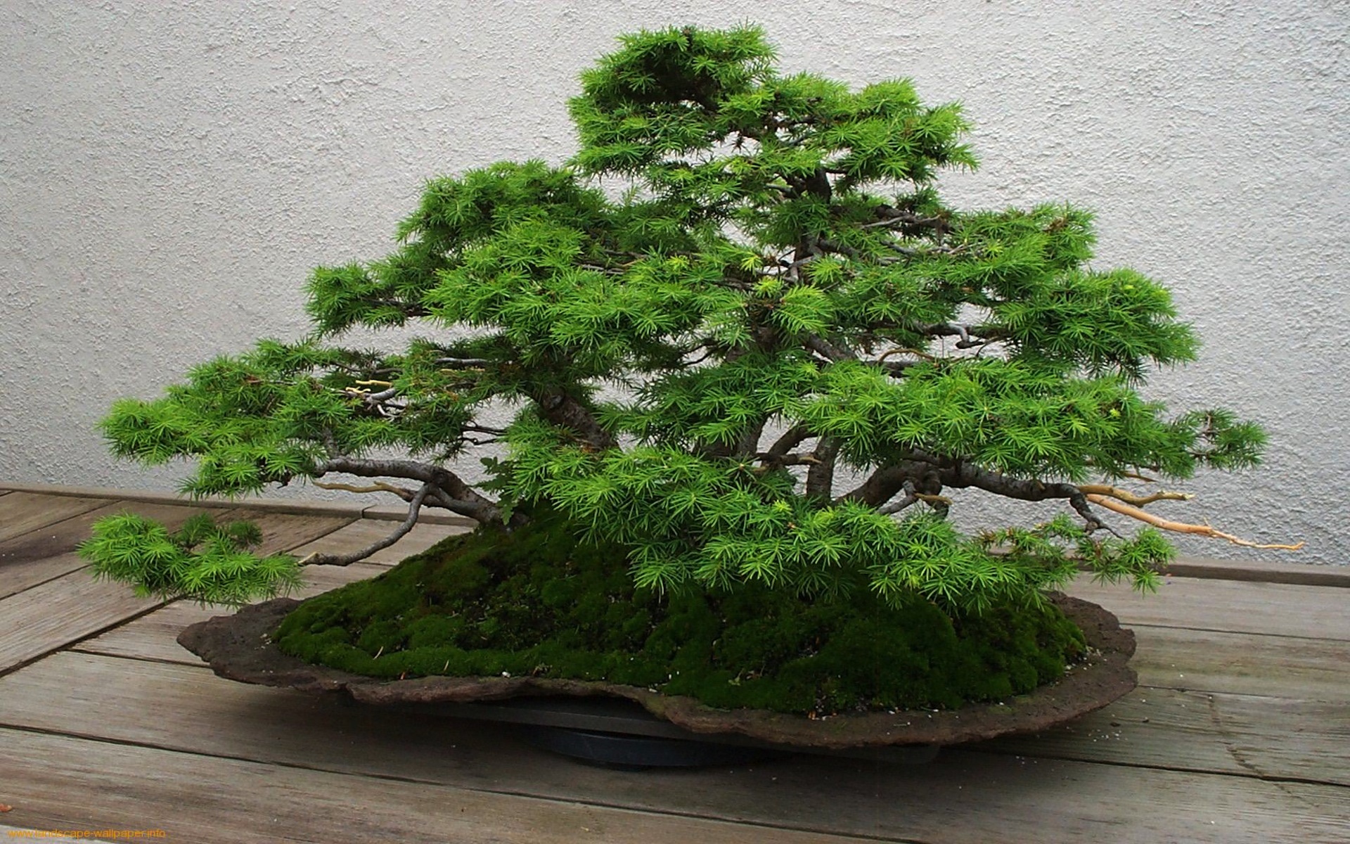 Detail Bonsai Wallpaper Nomer 30