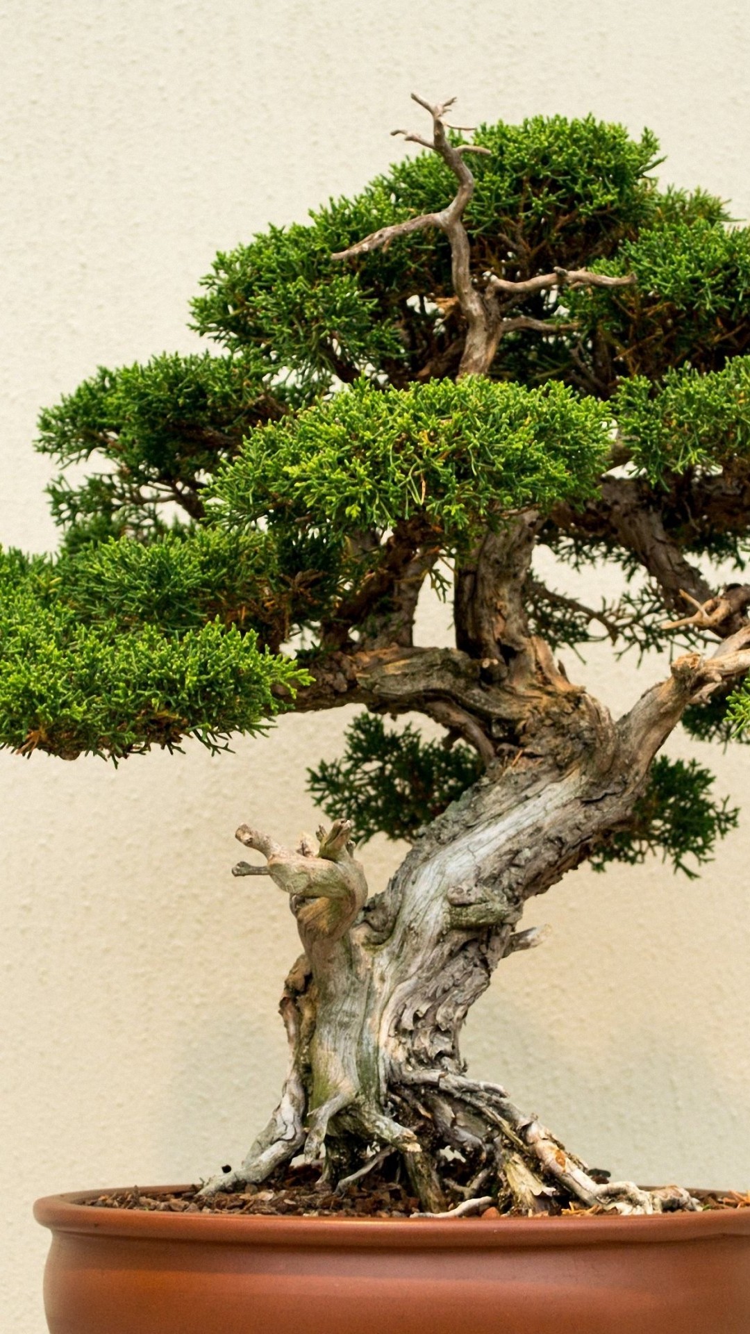 Detail Bonsai Wallpaper Nomer 33