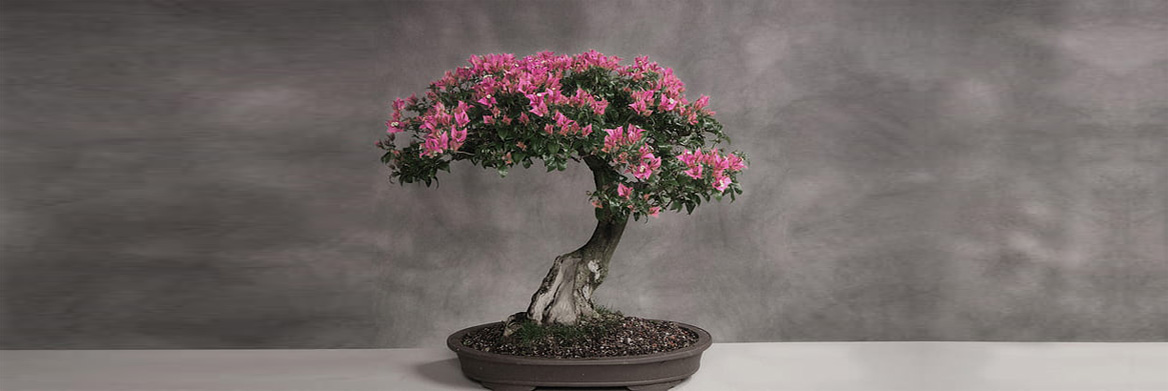 Detail Bonsai Wallpaper Nomer 34