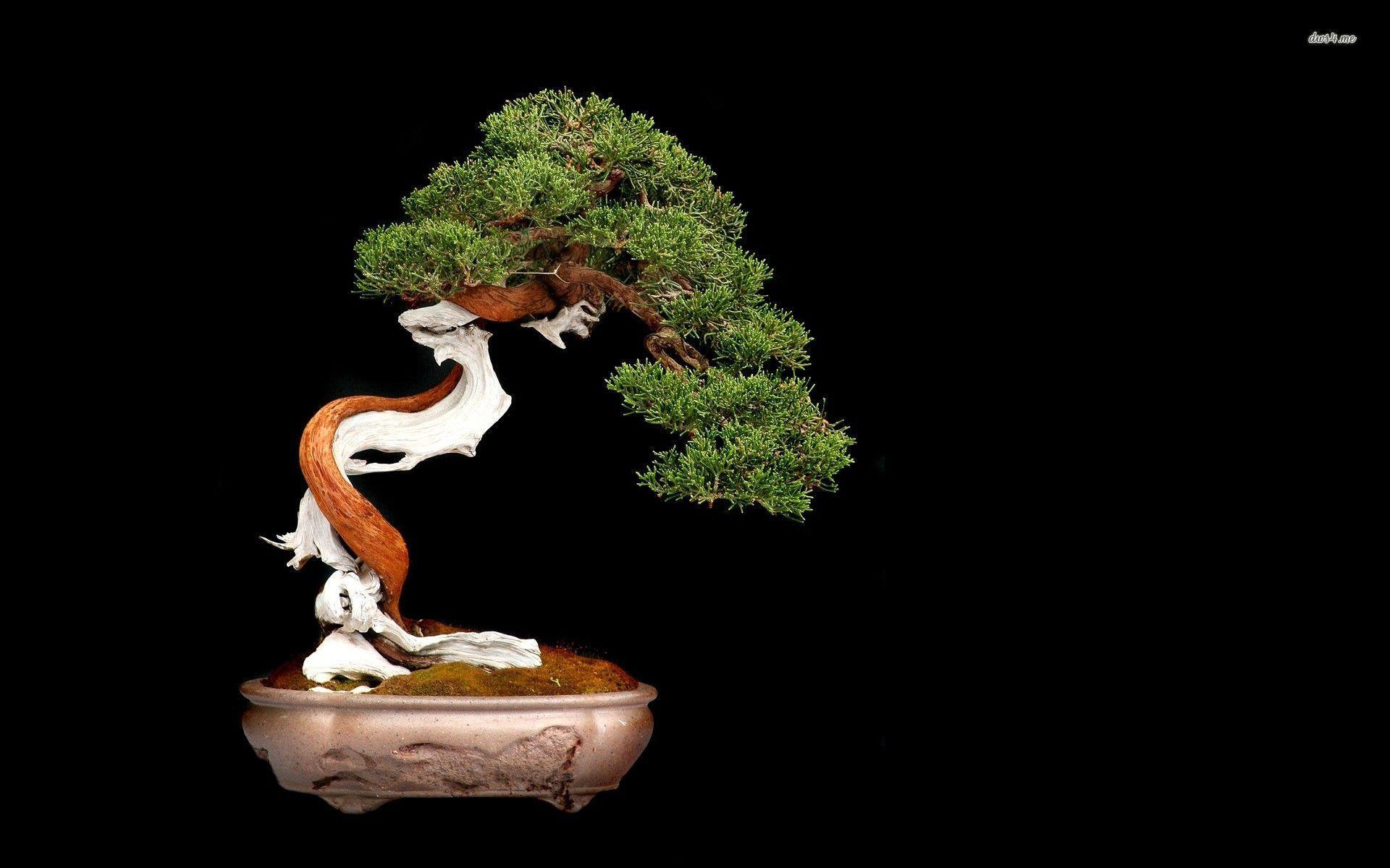 Detail Bonsai Wallpaper Nomer 40