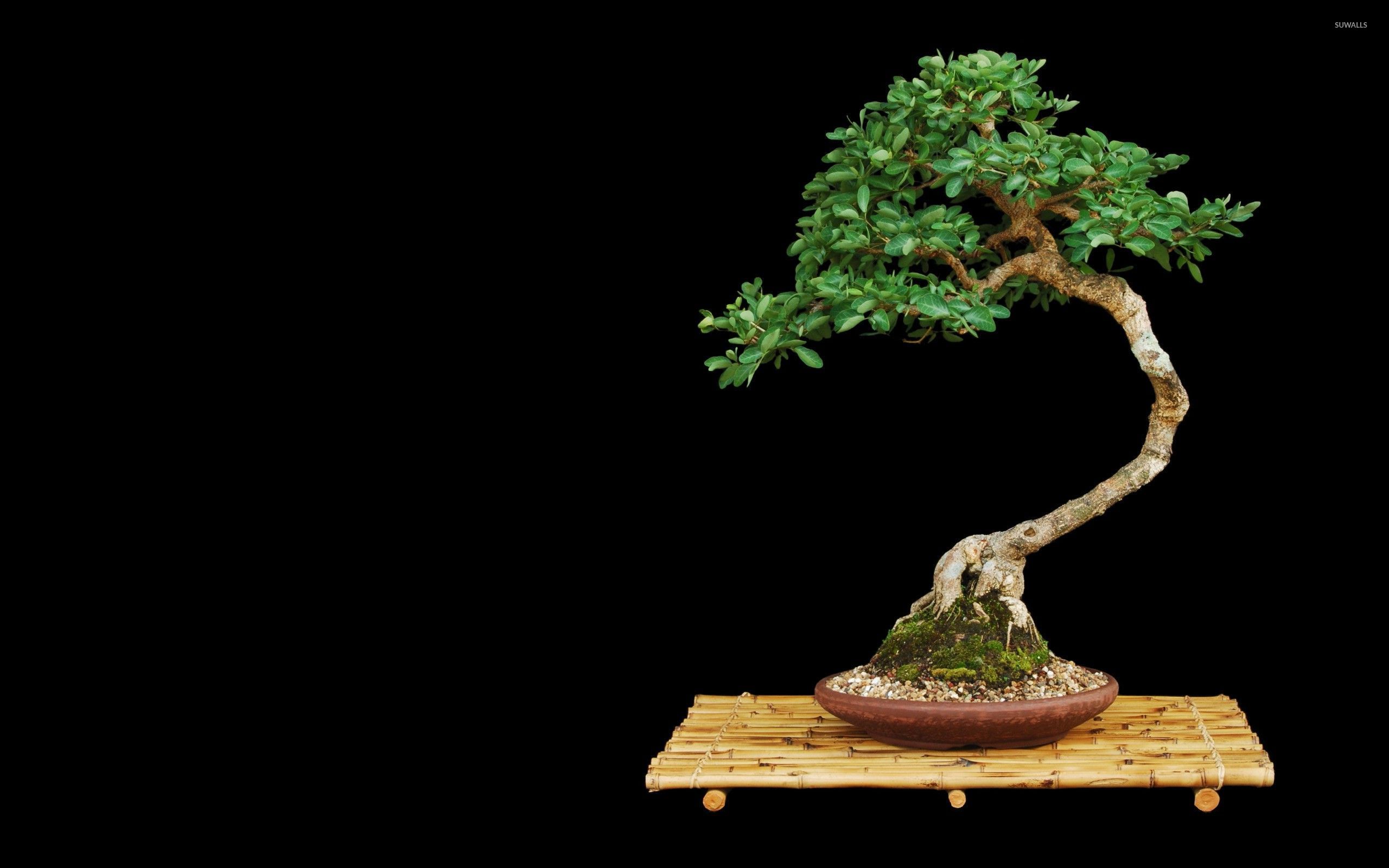 Detail Bonsai Wallpaper Nomer 41