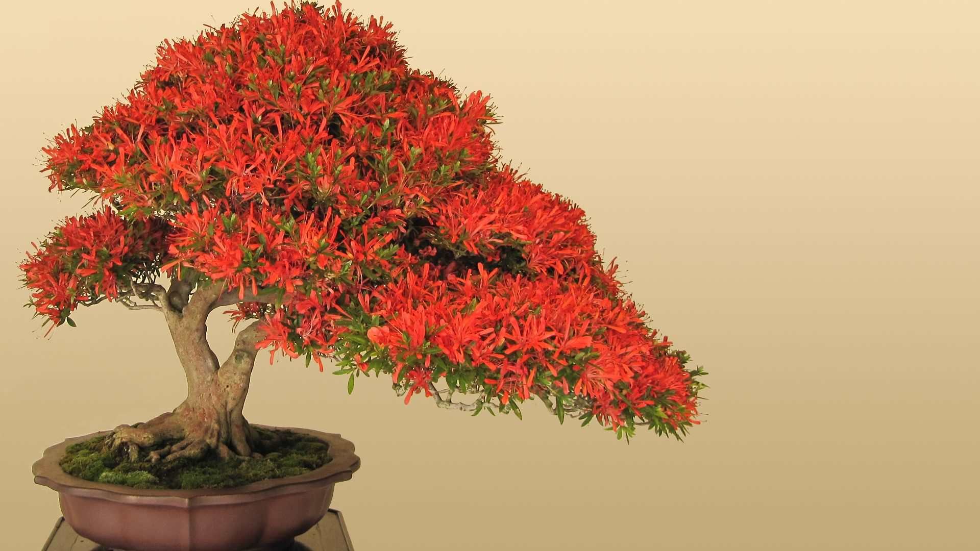 Detail Bonsai Wallpaper Nomer 50