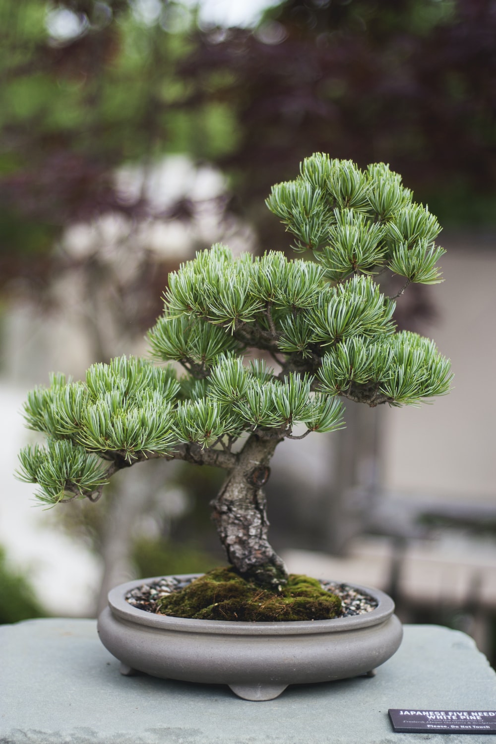 Detail Bonsai Wallpaper Nomer 10