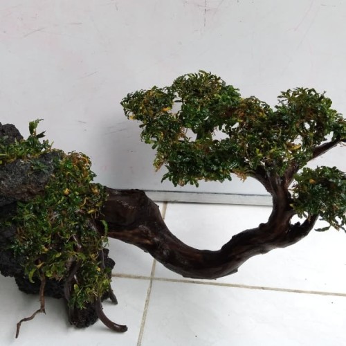 Bonsai Waru Doyong - KibrisPDR