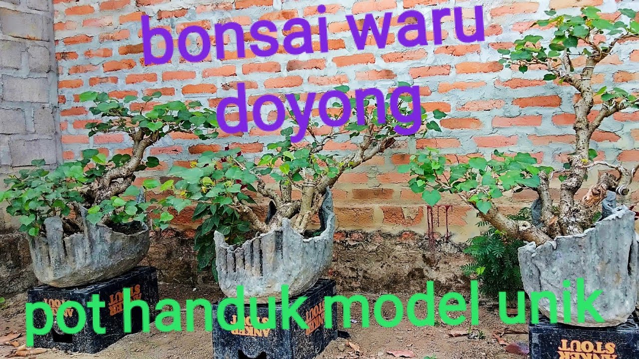 Detail Bonsai Waru Doyong Nomer 2