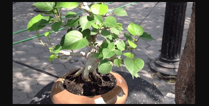 Detail Bonsai Waru Doyong Nomer 11