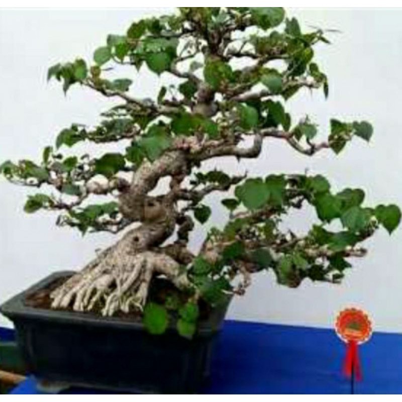 Detail Bonsai Waru Doyong Nomer 12
