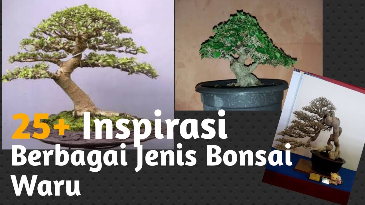 Detail Bonsai Waru Doyong Nomer 13