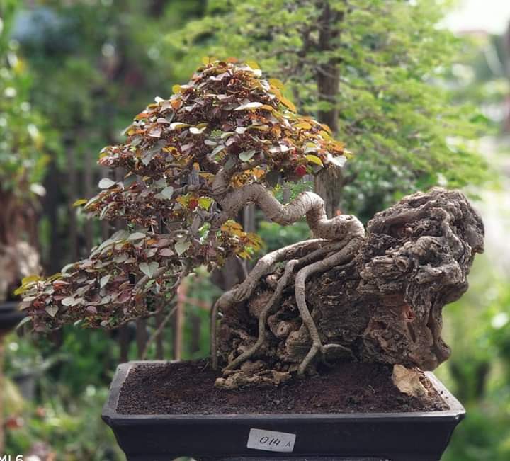 Detail Bonsai Waru Doyong Nomer 14
