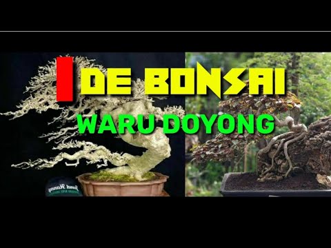 Detail Bonsai Waru Doyong Nomer 15