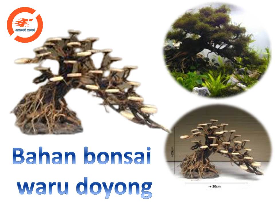 Detail Bonsai Waru Doyong Nomer 16