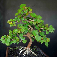 Detail Bonsai Waru Doyong Nomer 17