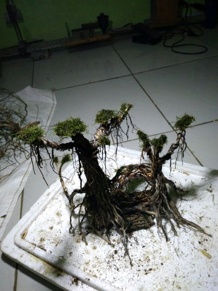 Detail Bonsai Waru Doyong Nomer 18