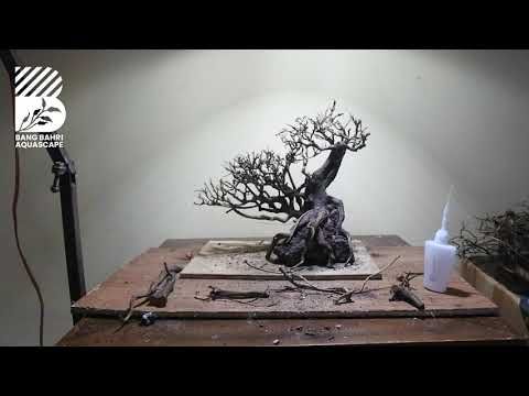 Detail Bonsai Waru Doyong Nomer 19
