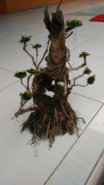 Detail Bonsai Waru Doyong Nomer 3