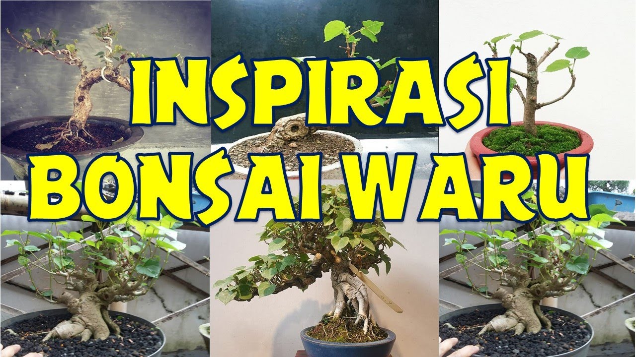 Detail Bonsai Waru Doyong Nomer 21