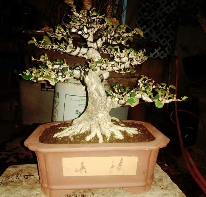 Detail Bonsai Waru Doyong Nomer 22