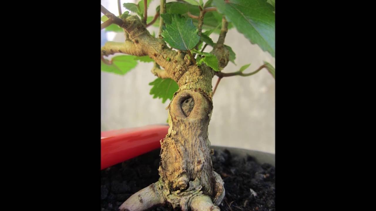 Detail Bonsai Waru Doyong Nomer 23