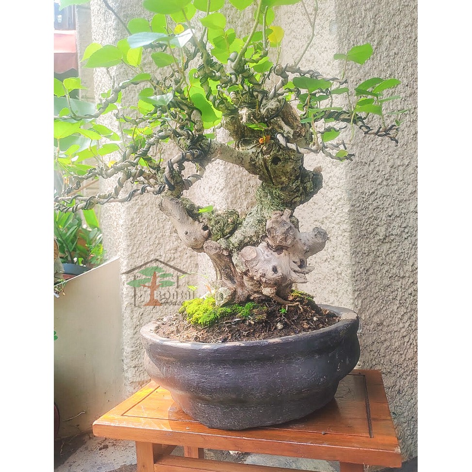 Detail Bonsai Waru Doyong Nomer 24
