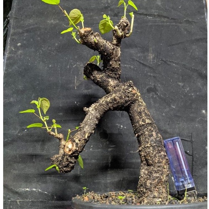 Detail Bonsai Waru Doyong Nomer 25