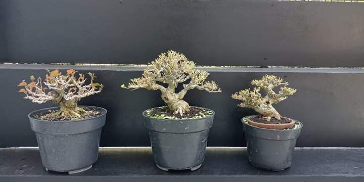 Detail Bonsai Waru Doyong Nomer 26