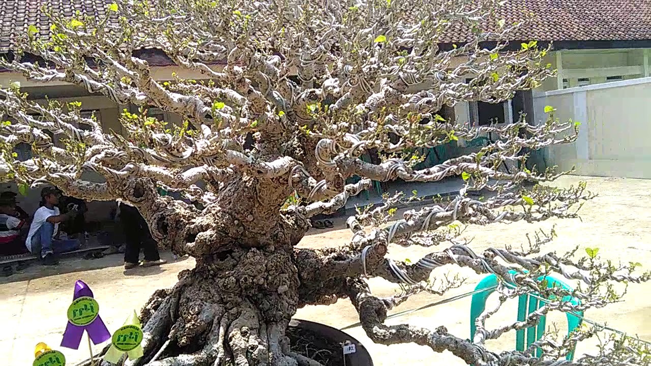 Detail Bonsai Waru Doyong Nomer 28