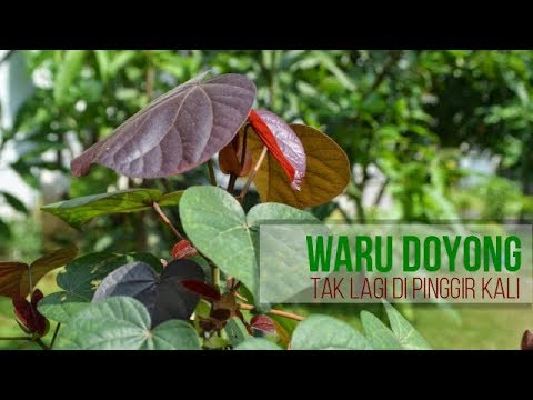 Detail Bonsai Waru Doyong Nomer 29