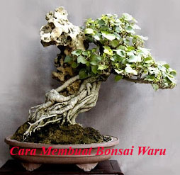 Detail Bonsai Waru Doyong Nomer 4