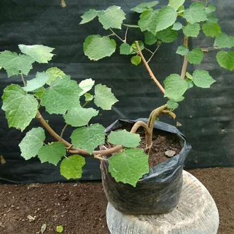 Detail Bonsai Waru Doyong Nomer 30