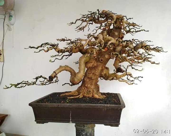 Detail Bonsai Waru Doyong Nomer 31