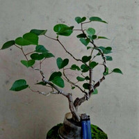 Detail Bonsai Waru Doyong Nomer 32