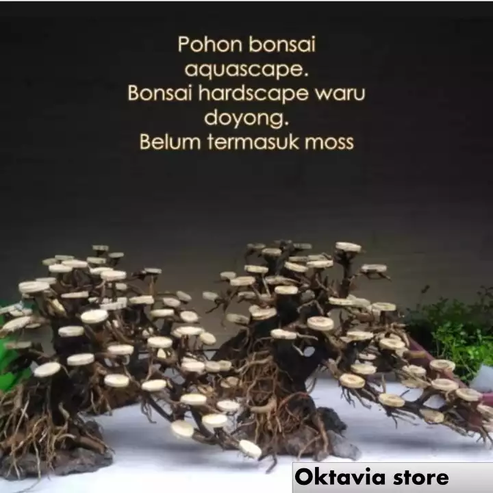Detail Bonsai Waru Doyong Nomer 33
