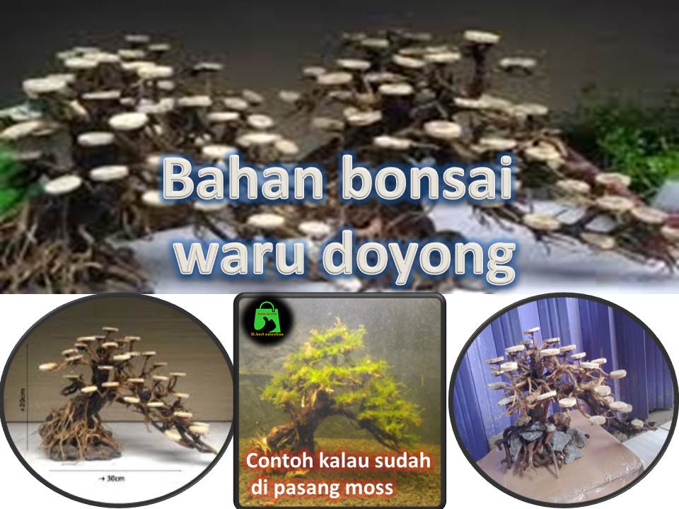 Detail Bonsai Waru Doyong Nomer 34