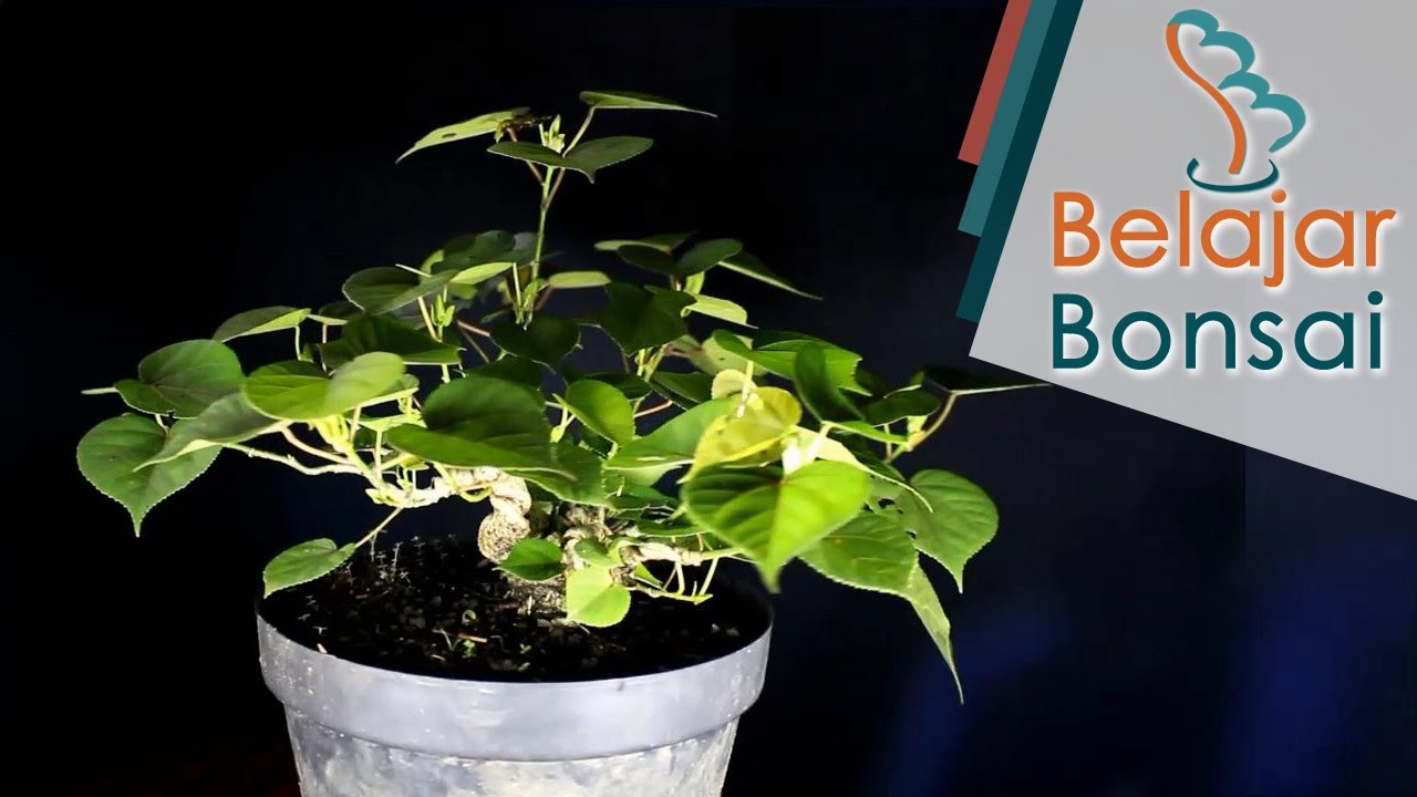 Detail Bonsai Waru Doyong Nomer 35