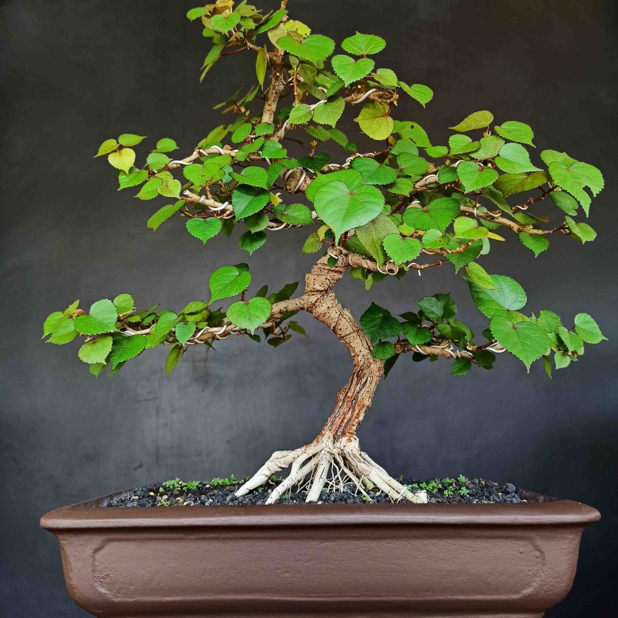 Detail Bonsai Waru Doyong Nomer 36