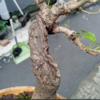 Detail Bonsai Waru Doyong Nomer 37