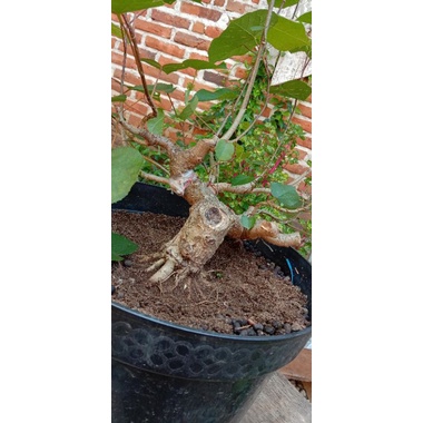 Detail Bonsai Waru Doyong Nomer 38