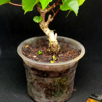 Detail Bonsai Waru Doyong Nomer 39