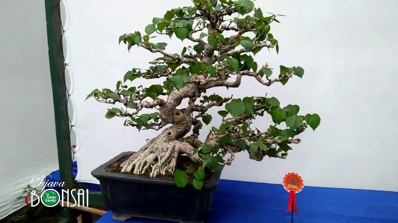 Detail Bonsai Waru Doyong Nomer 5