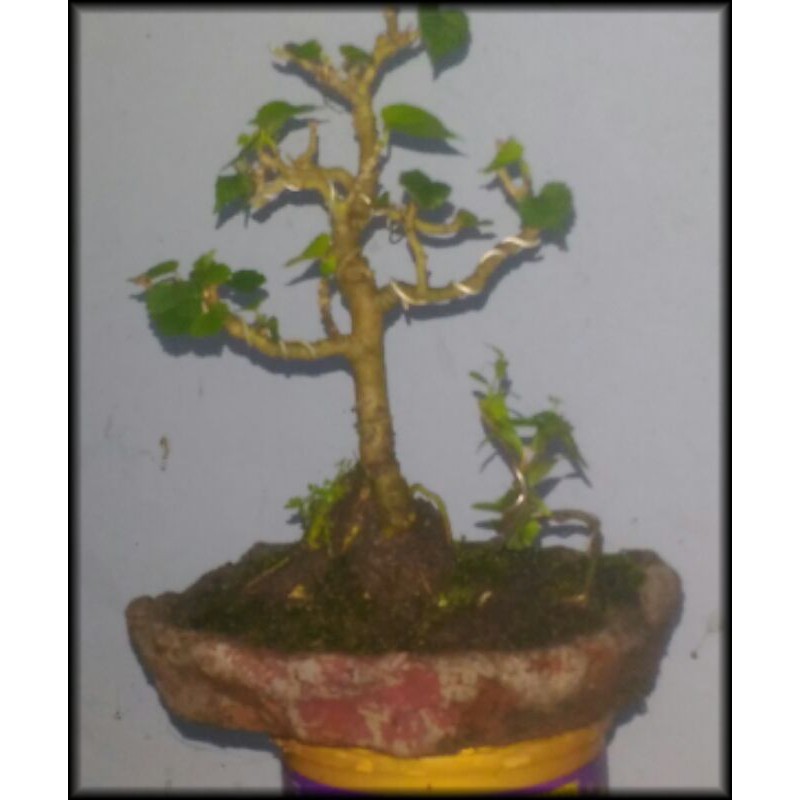 Detail Bonsai Waru Doyong Nomer 40