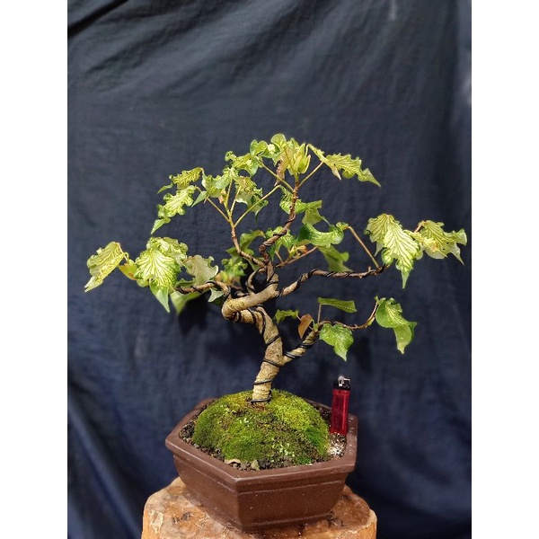 Detail Bonsai Waru Doyong Nomer 41