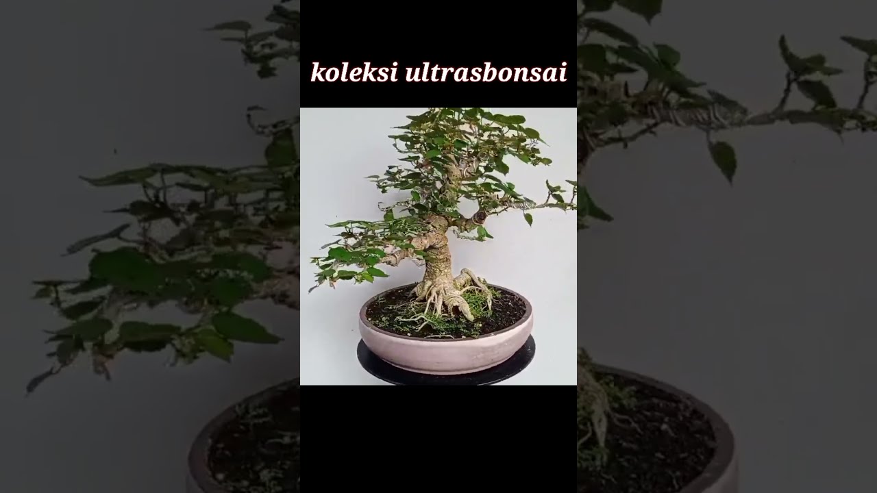 Detail Bonsai Waru Doyong Nomer 42