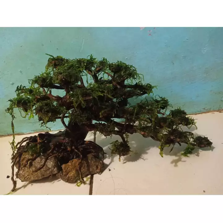 Detail Bonsai Waru Doyong Nomer 43
