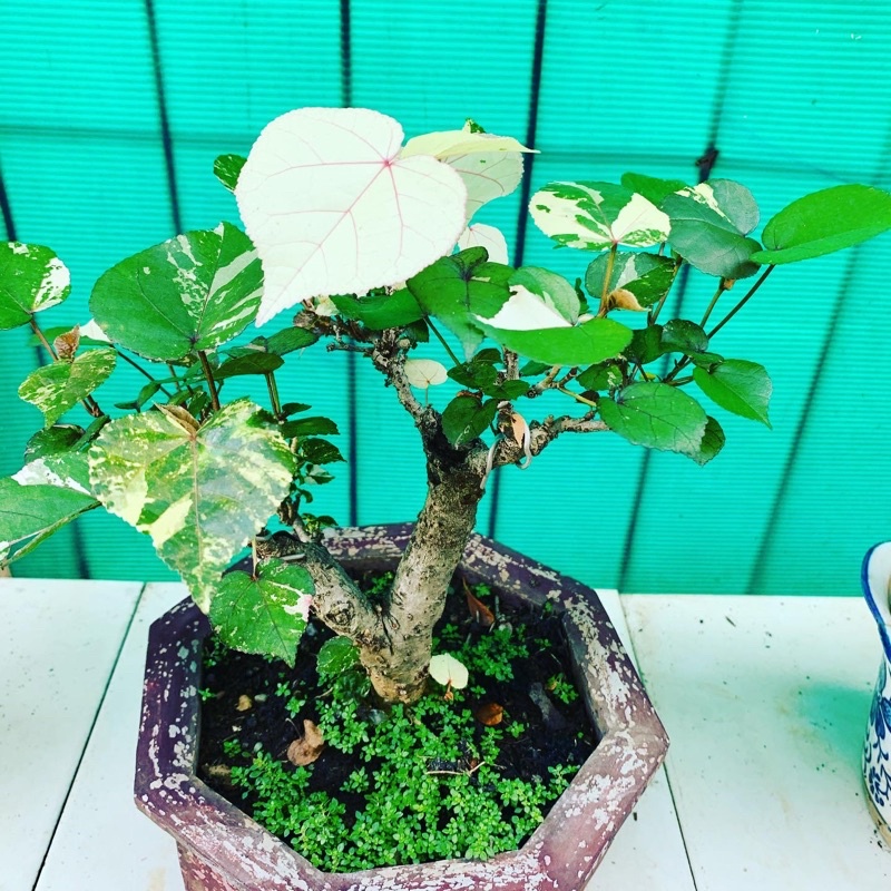 Detail Bonsai Waru Doyong Nomer 44