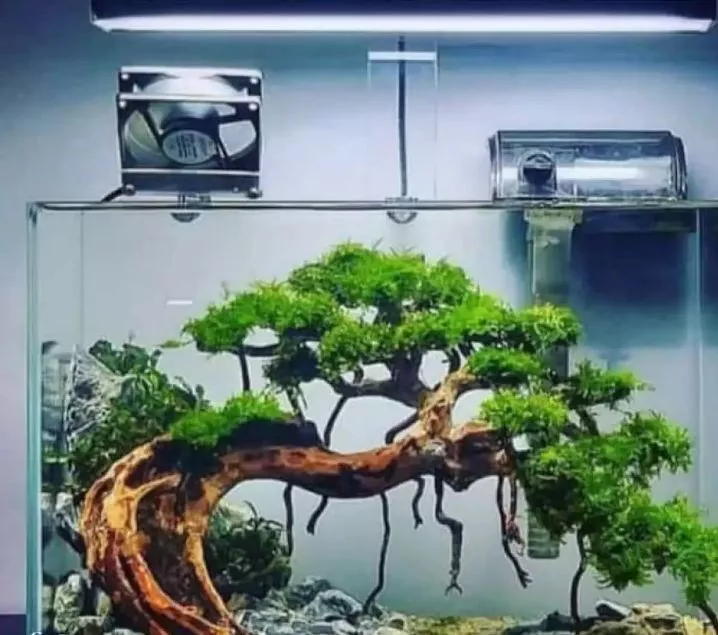 Detail Bonsai Waru Doyong Nomer 45