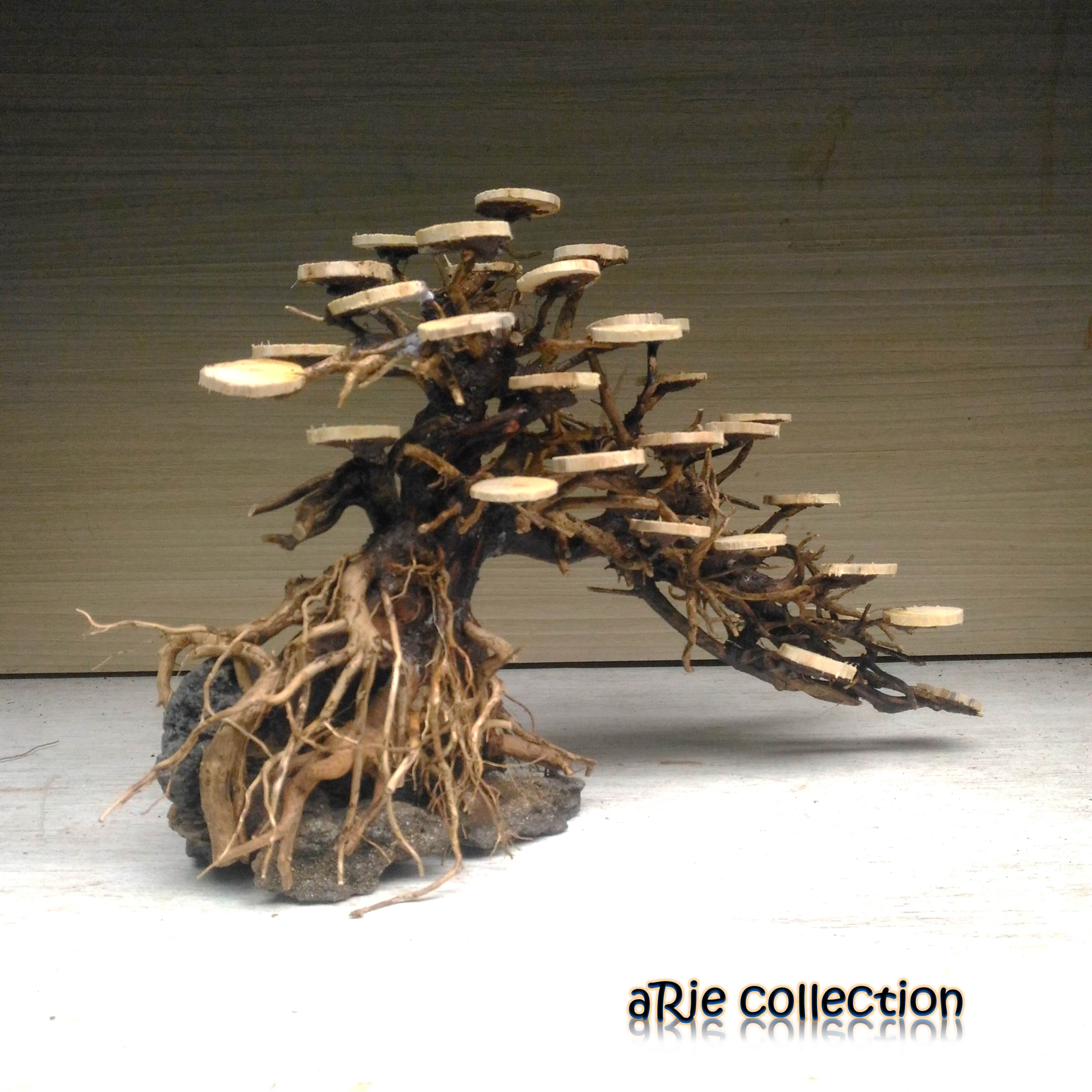 Detail Bonsai Waru Doyong Nomer 46