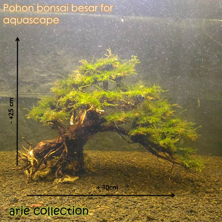 Detail Bonsai Waru Doyong Nomer 47
