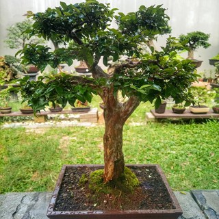 Detail Bonsai Waru Doyong Nomer 48