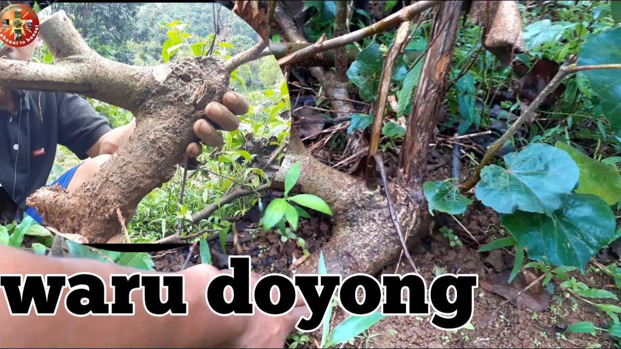 Detail Bonsai Waru Doyong Nomer 6